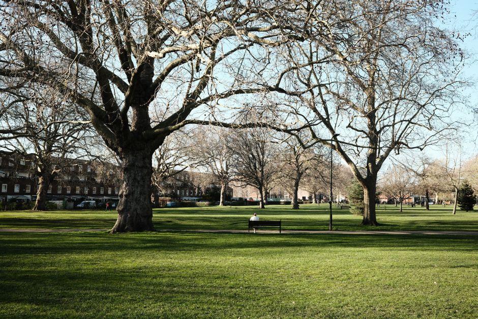A spacious park scene during daytime featuring several large, leafless deciduous trees with thick, textured trunks and sprawling branches that create an intricate network against a clear blue sky. The foreground shows a well-maintained, lush green lawn with evenly mown grass. In the middle distance, a person is seated on a black park bench, facing away from the camera, with another empty bench nearby. The background reveals additional trees, a row of residential buildings with brick facades, and a few parked cars along the street. The lighting suggests a bright, sunny day with minimal shadows cast by the trees, creating an open and calming atmosphere. This serene setting, with its natural wooded environment and urban surroundings, visually connects to the concept of managing waste or rubbish collection services, such as those offered by House Clearance Dulwich, which provide private disposal options for outdoor and green waste clearing in similar residential or park areas.